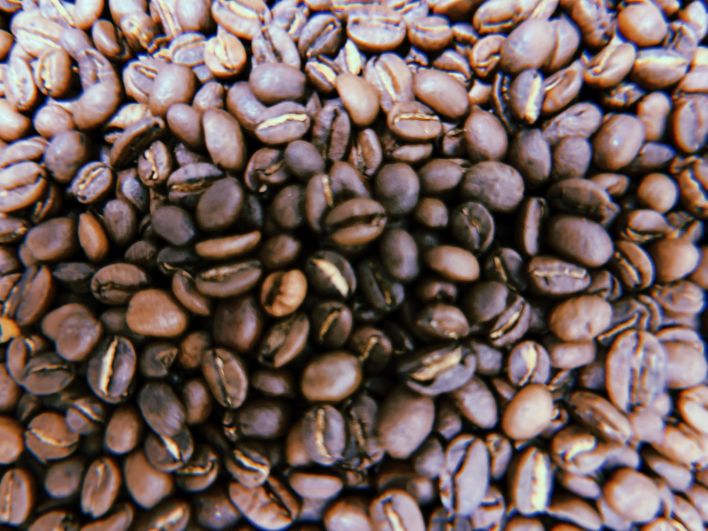 BONGi BEANS
